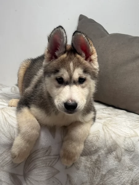 cucciolo di sb Husky per adozione | Foto 3