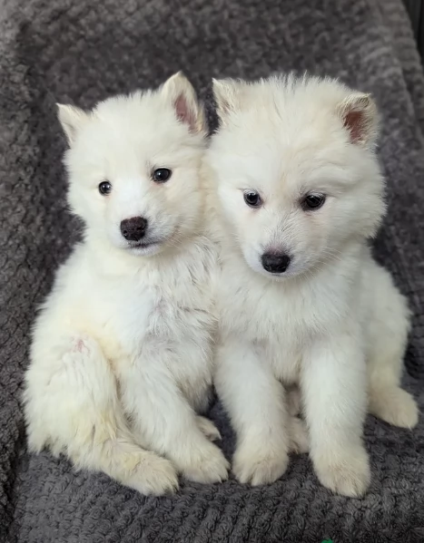 cucciolo di sb Husky per adozione | Foto 1