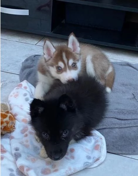 cucciolo di sb Husky per adozione