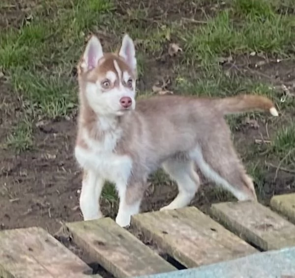 cucciolo di sb Husky per adozione | Foto 5