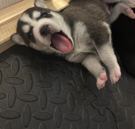 cucciolo di sb Husky per adozione | Foto 2
