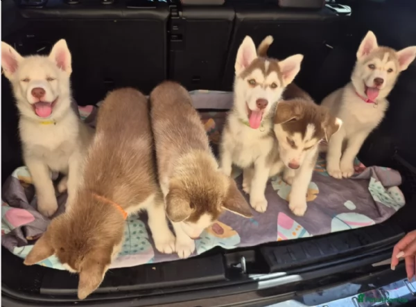 cucciolo di sb Husky per adozione | Foto 0