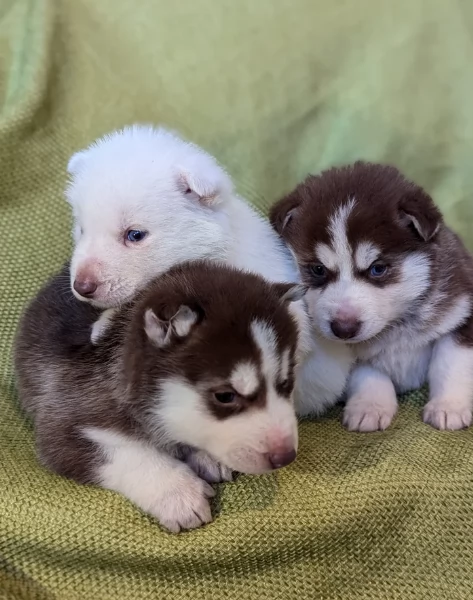 cucciolo di sb Husky per adozione | Foto 1