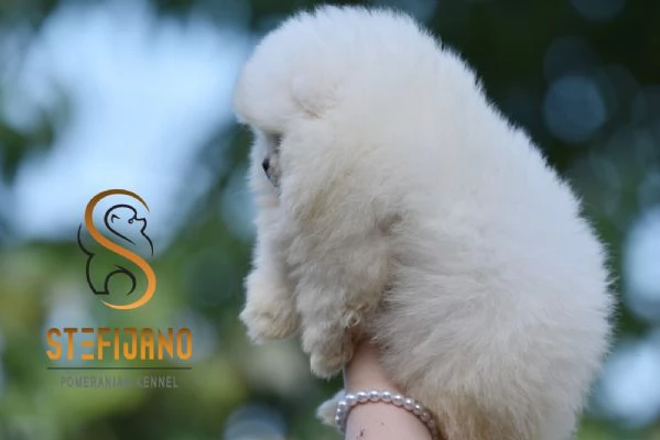 Cuccioli di Spitz di Pomerania | Foto 5