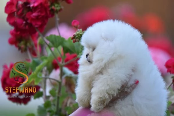 Cuccioli di Spitz di Pomerania | Foto 2