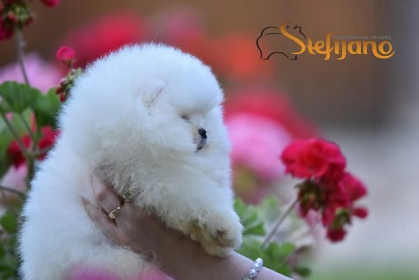 Cuccioli di Spitz di Pomerania | Foto 1