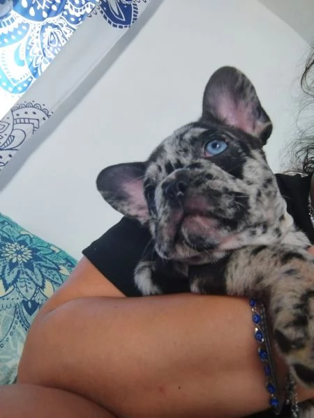 Bulldog francese 