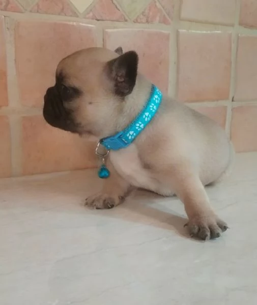 Bullldog francese  | Foto 0