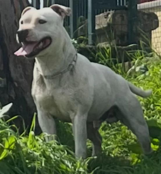 Cuccioli Staffordshire Bull Terrier | Foto 3