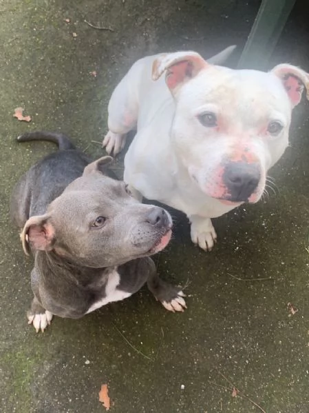 Cuccioli Staffordshire Bull Terrier | Foto 2