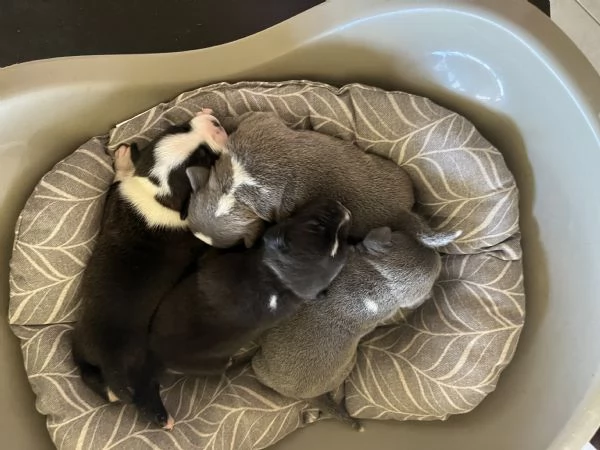 Cuccioli Staffordshire Bull Terrier