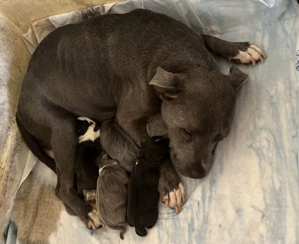 Cuccioli Staffordshire Bull Terrier | Foto 1