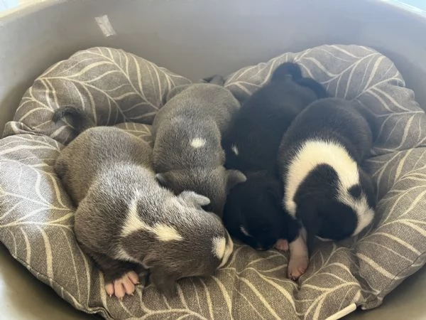 Cuccioli Staffordshire Bull Terrier | Foto 0