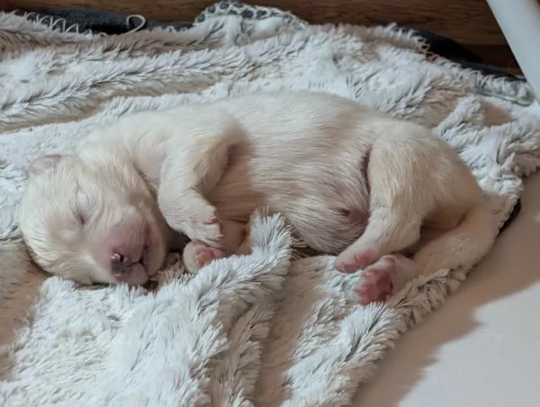 Cuccioli di Samoiedo 