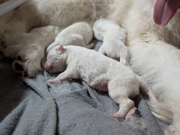 Cuccioli di Samoiedo  | Foto 4