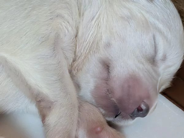 Cuccioli di Samoiedo  | Foto 1