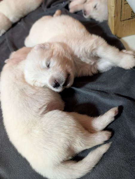 Cuccioli di Samoiedo | Foto 4
