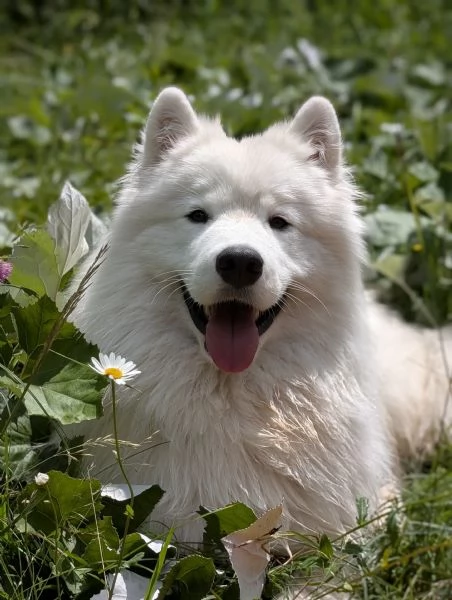 Cuccioli di Samoiedo  | Foto 0