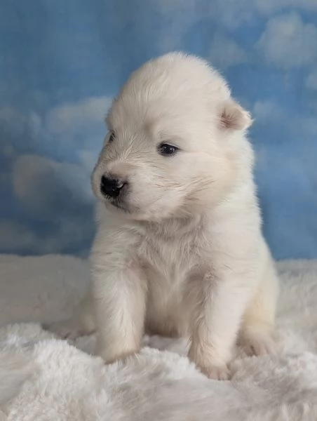 Cuccioli di Samoiedo | Foto 2