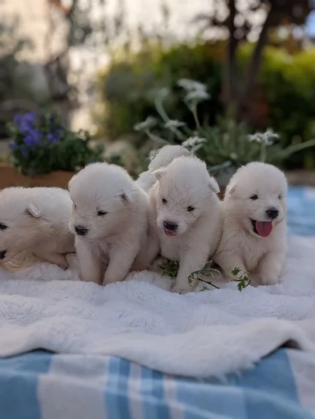 Cuccioli di Samoiedo | Foto 1
