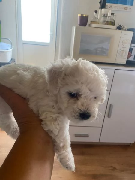 Vendo cuccioli bichon maltese  | Foto 3