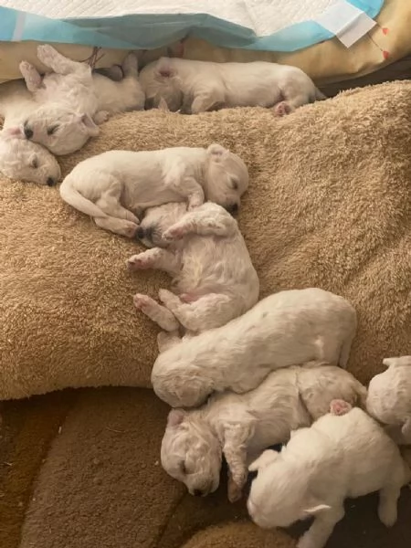 Vendo cuccioli bichon maltese  | Foto 2