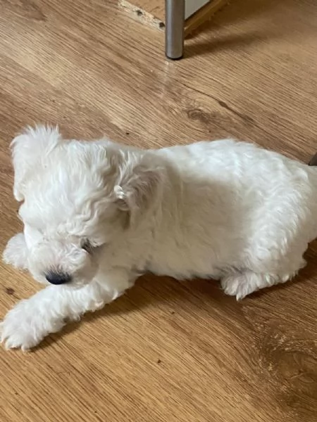 Vendo cuccioli bichon maltese  | Foto 1