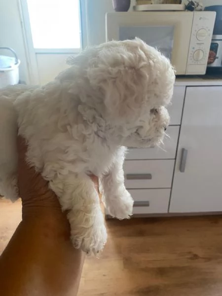 Vendo cuccioli bichon maltese  | Foto 0