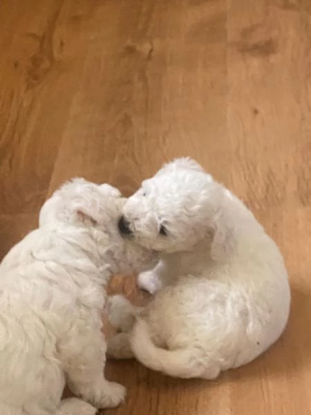 Vendo cuccioli bichon maltese 