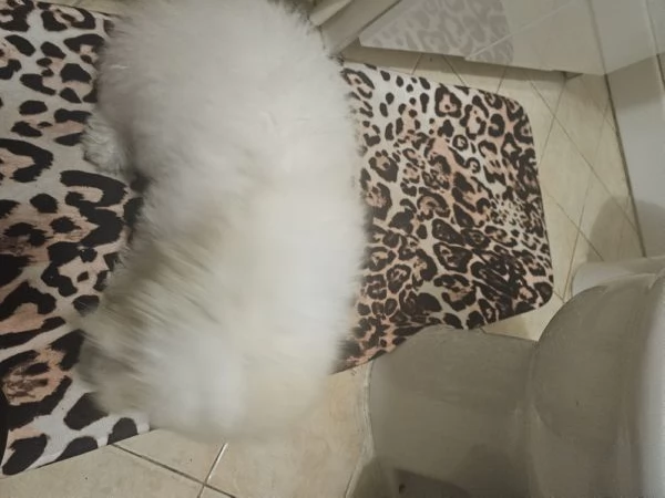 Cuccioli bishon maltese  | Foto 2