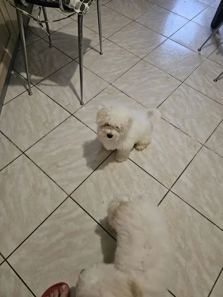 Cuccioli bishon maltese 