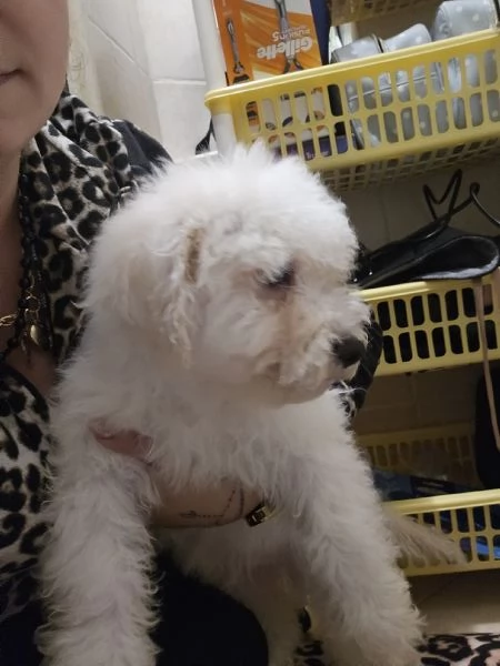 Cuccioli bishon maltese  | Foto 1