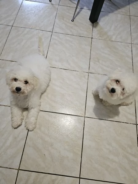 Cuccioli bishon maltese  | Foto 0