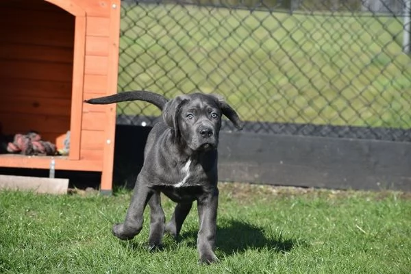 Cuccioli di Cane Corso di colore blu
