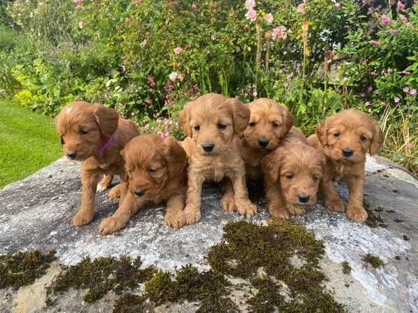 Cuccioli di Cockapoo cucciolata di maschi e femmine