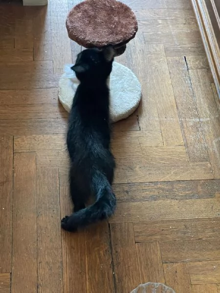 Gattini neri in regalo | Foto 1