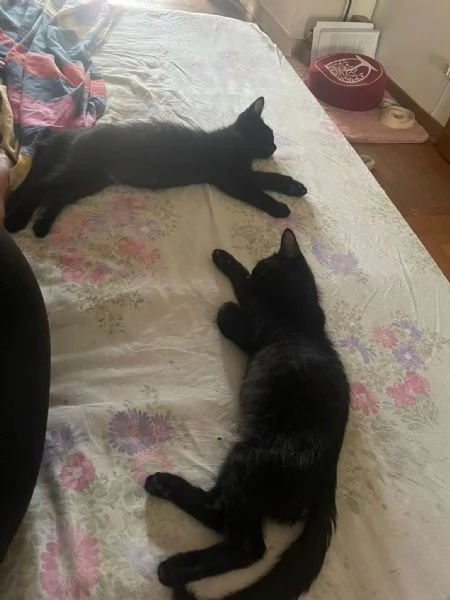 Gattini neri in regalo | Foto 0