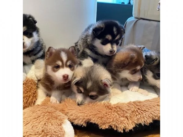 Il cucciolo di Pomsky pi carino