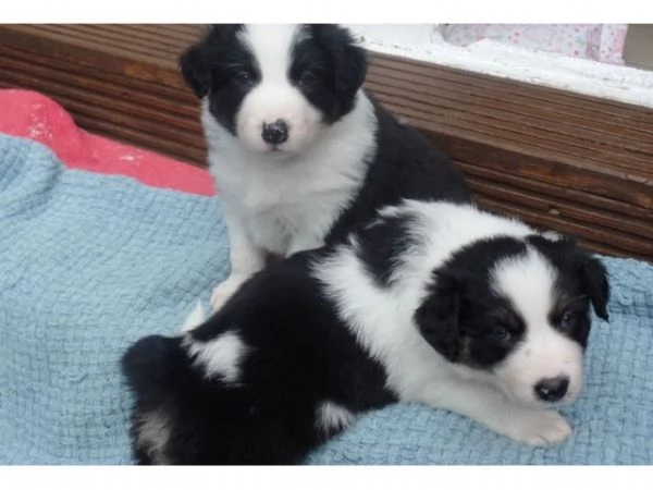 Bellissimo Border Collie