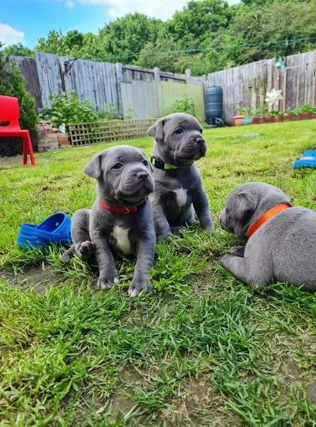 Cuccioli di Staffordshire Bull Terrier Blu