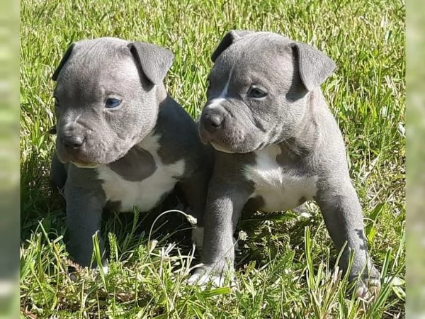 Adorabili cuccioli di Pitbull in cerca di una famiglia felice