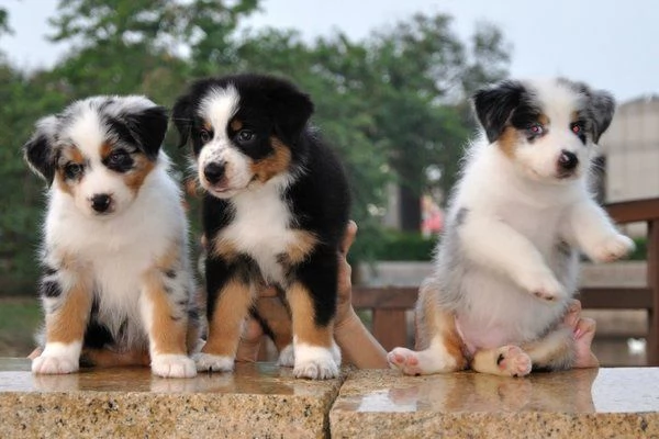 Cucciolo di Australian Shepherd in cerca di una casa per sempre