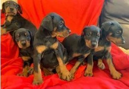 Cuccioli di Dobermann KC Reg in vendita