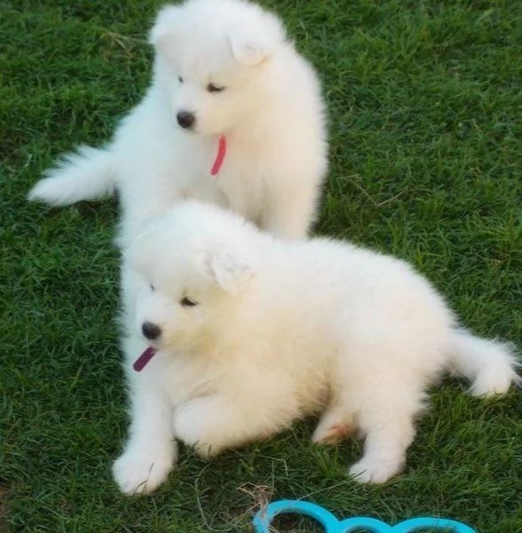 Cuccioli di Samoiedo super carini