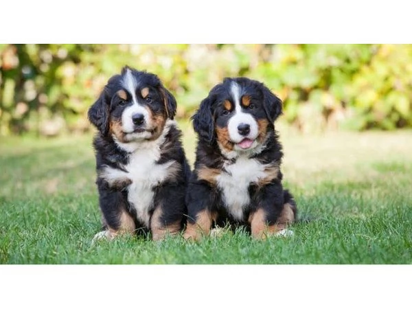 Cuccioli di Bovaro del Bernese registrati