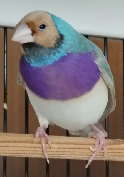 Diamante di Gould color Blu con testa crema e petto viola  MASCHIO