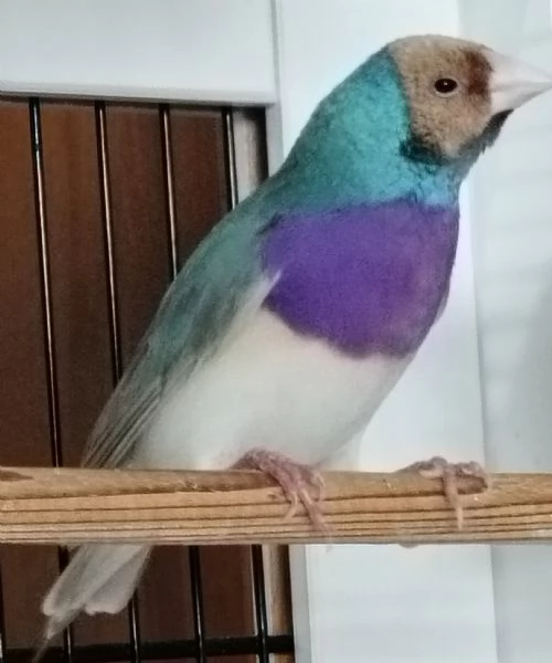 Diamante di Gould color Blu con testa crema e petto viola  MASCHIO | Foto 2