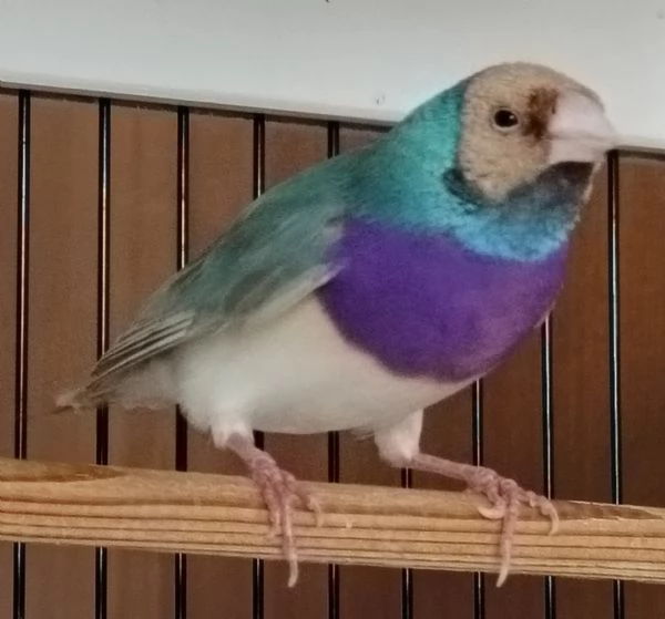 Diamante di Gould color Blu con testa crema e petto viola  MASCHIO | Foto 1