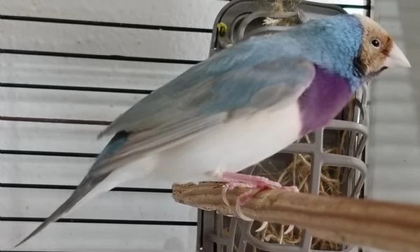 Diamante di Gould color Blu con testa crema e petto viola  MASCHIO | Foto 0