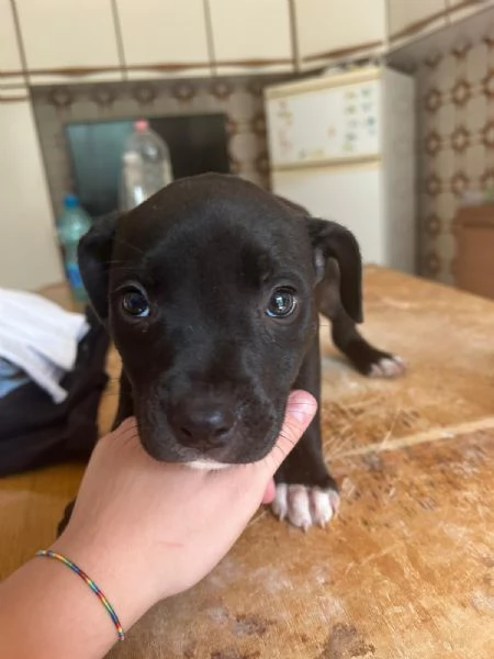 Annuncio URGENTE vendo cuccioli di AMSTAFF FATE GIRARE PER FAVORE | Foto 6